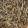 Vers De Farine Déshydratés 1kg 1 Vers De Farine Déshydratés 1kg -Bird Supply Shop vers de farine deshydrates 1kg